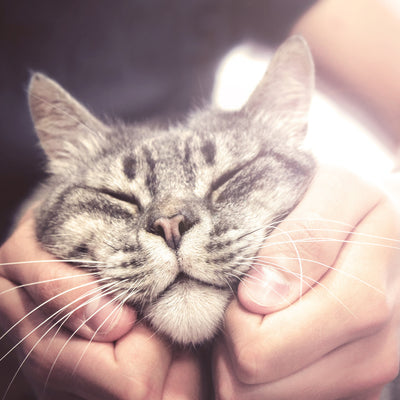 Top 5 Tips for a Healthy Cat