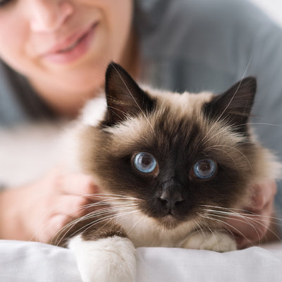 10 Tips for New Cat Owners