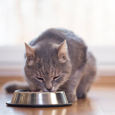 5 Essentials You Need to Consider Before Bringing Your New Cat Home